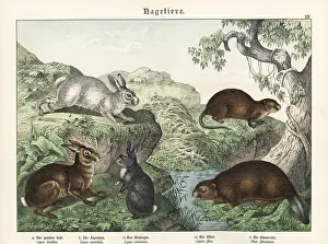 Naturgeschichte: Hare, rabbit, beaver and muskrat