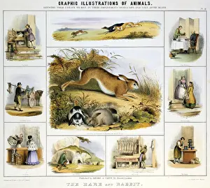 Beaver: Hare and Rabbit: used for meat; fur; beaver hats';