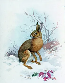 Hares: A Hare in the Snow
