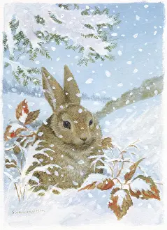 Samaraweera: A Hare in the Snow