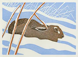 Hares: HARE IN THE SNOW
