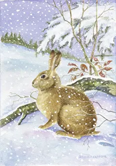 Samaraweera: Hare in the snow by a branch