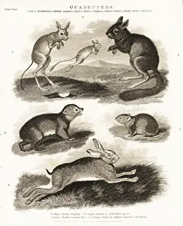 Universal Dictionary: Hare, springhare, jerboa and hyrax species