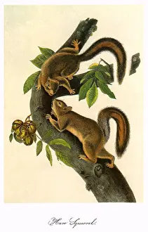 Leporinus: Hare Squirrels