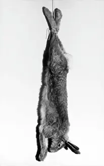 Strung: HARE STRUNG UP