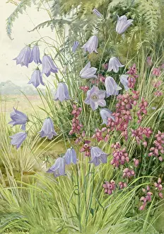 Harebell: Harebell and Bell Heather in landscape setting