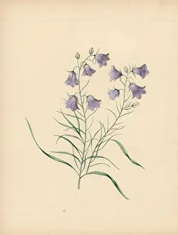Clarissa: Harebell, Campanula rotundifolia