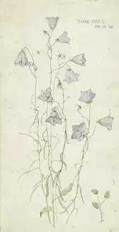 Harebells: Harebell sketch
