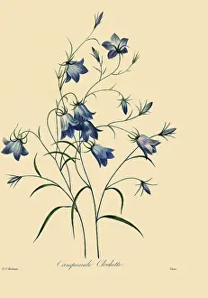 Rotundifolia: Harebells or Blue Bells