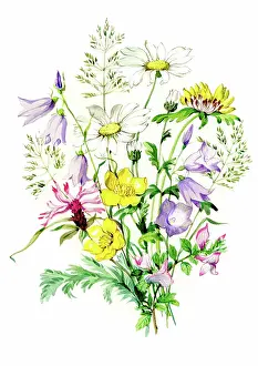 Harebells: Harebells, dog daisies, silverweed etc