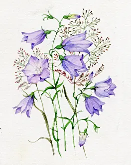 Harebells: Harebells and grasses
