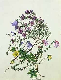 Harebells: Harebells ' with other wild flowers
