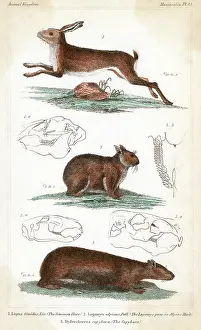 Capybara: HARES / 3 TYPES C1830