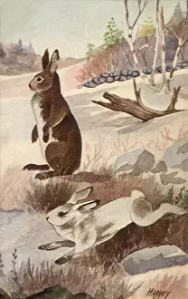 Hares: Hares
