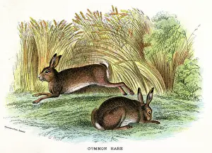 Hares: HARES / COMMON 19C