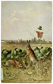 Scarecrow: Two hares in a field of cabbage