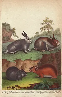 Sibly: Hares and hooded rabbit, Oryctolagus cuniculus