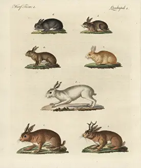 Angora: Hares and rabbits