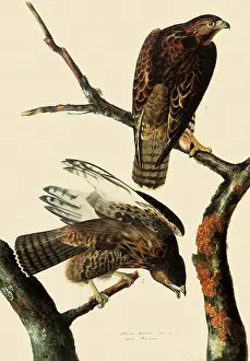 Adjacent: Harlan's Hawks