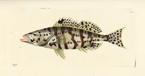 Holocentrus: Harlequin bass, Serranus tigrinus