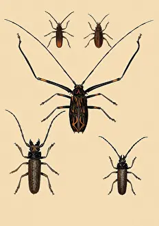 Destroying: Harlequin Beetle and Others