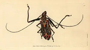 Acrocinus: Harlequin beetle, Acrocinus longimanus