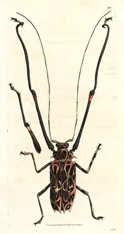 Picta: Harlequin beetle, Acrocinus longimanus