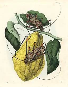 Acrocinus: Harlequin beetle, Acrocinus longimanus
