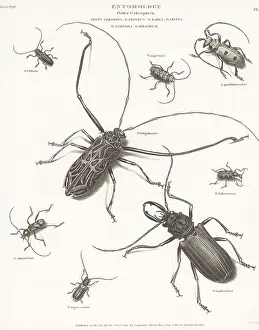 Orme And Brown: Harlequin beetle, long-horn beetle, etc