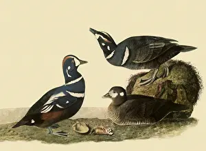 Harlequin: Harlequin Ducks