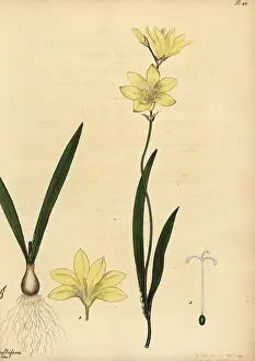 Volume 1: Harlequin flower, Sparaxis bulbifera