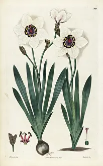 Sparaxis: Harlequin flower, Sparaxis elegans