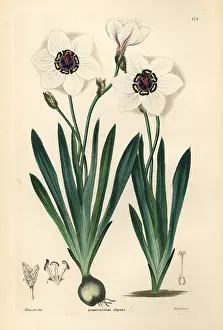 Sparaxis: Harlequin flower, Sparaxis elegans