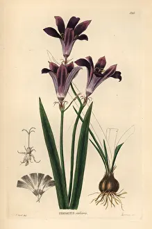 Shrubbery: Harlequin flower, Sparaxis grandiflora
