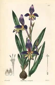 Variegata: Harlequin flower, Sparaxis variegata