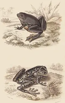 Toad: A Harlequin Frog and a Tree Frog