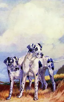 Danes: Harlequin Great Danes
