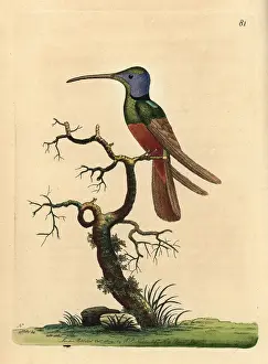 Multicolor: Harlequin hummingbird, Trochilus multicolor