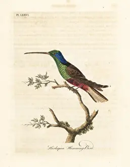 Multicolor: Harlequin hummingbird, Trochilus multicolor