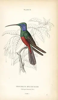 Multicolor: Harlequin hummingbird, Trochilus multicolor