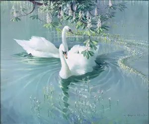 Overhanging: Harmony of Spring – Two Swans