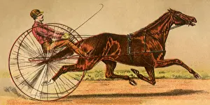 Tightly: Harness Racing