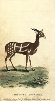 The Naturalists Pocket Magazine: Harnessed bushbuck or kewel, Tragelaphus scriptus