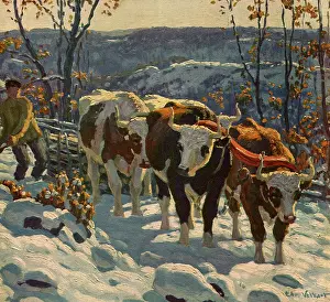 Trudging: Harnessed Steers