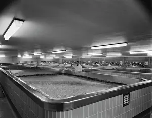 Fermenting: Harp Lager Brewery, Drayman's Way, Manor Park, Alton