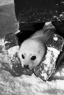 Harp: Harp seal, 1966