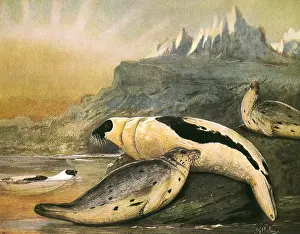 Millais: Two Harp Seals