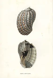 Crenata: Harpa crenata shell