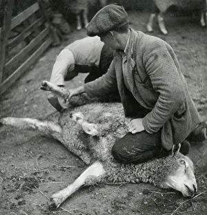 Harpers: Harper's Bazaar - Oxford - Mrs Robert Hudson, Farm workers