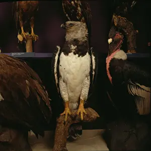 Harpy: Harpia harpyja, harpy eagle